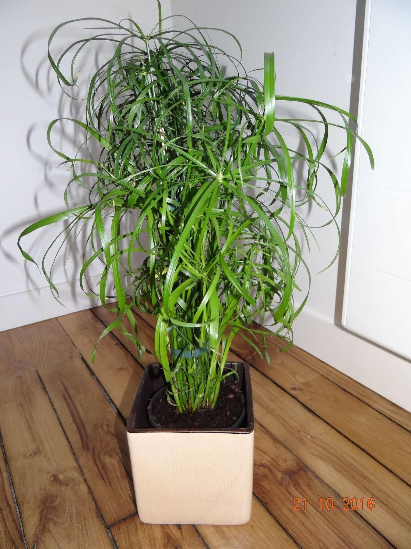 Garden Apparts Rennes Centre Gare Екстер'єр фото
